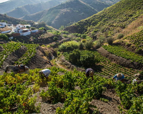 Viviendo la tradición y el sabor en el corazón de la Axarquía malagueña, Patrimonio Agrícola Mundial